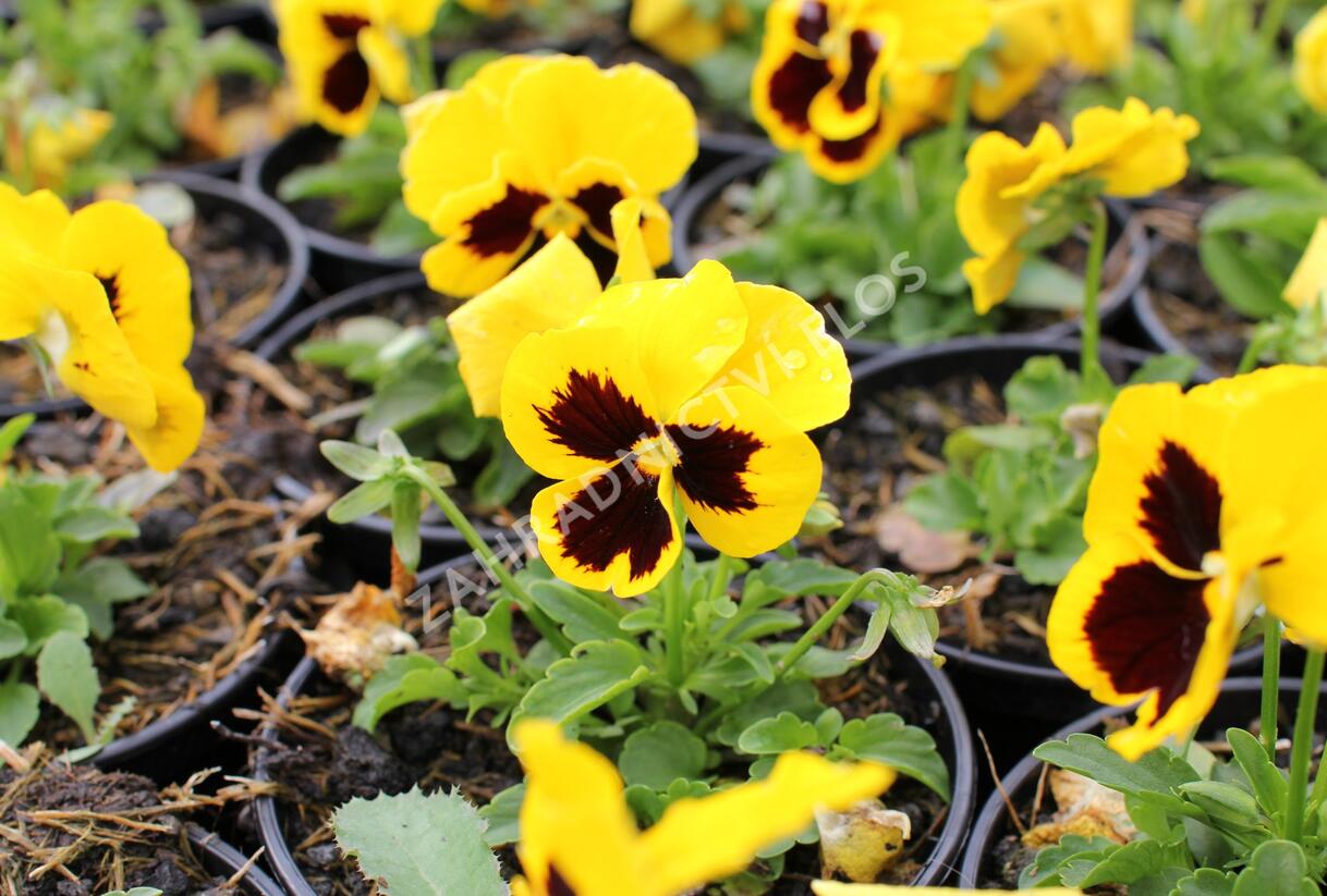 Violka, maceška zahradní 'Carneval Gold With Blotch' - Viola wittrockiana 'Carneval Gold With Blotch'