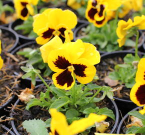 Violka, maceška 'Carneval Gold With Blotch' - Viola wittrockiana 'Carneval Gold With Blotch'