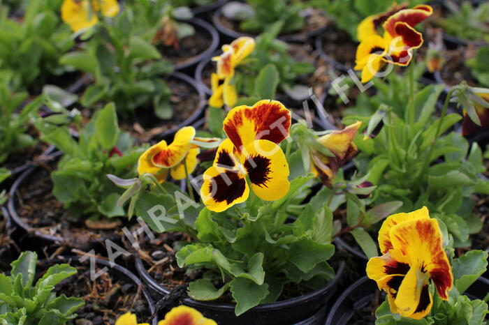 Viola, maceška 'Carneval Yellow Red Wing' - Viola wittrockiana 'Carneval Yellow Red Wing'