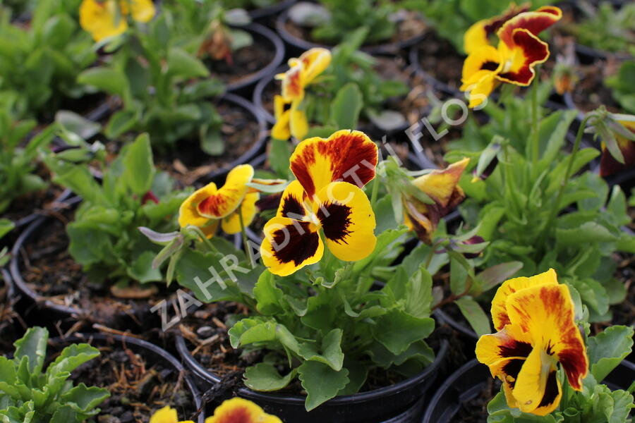 Viola, maceška 'Carneval Yellow Red Wing' - Viola wittrockiana 'Carneval Yellow Red Wing'