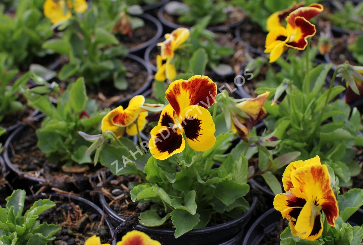 Violka, maceška zahradní 'Carneval Yellow Red Wing' - Viola wittrockiana 'Carneval Yellow Red Wing'