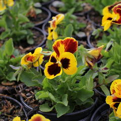 Viola, maceška 'Carneval Yellow Red Wing' - Viola wittrockiana 'Carneval Yellow Red Wing'