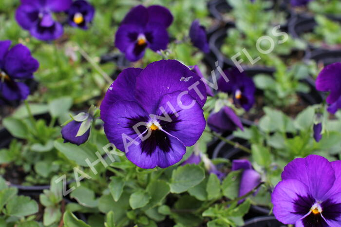 Violka, maceška 'Volante Blue With Blotch' - Viola wittrockiana 'Volante Blue With Blotch'