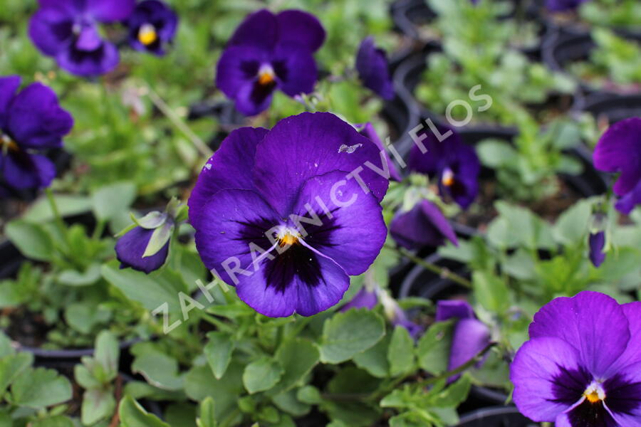 Violka, maceška 'Volante Blue With Blotch' - Viola wittrockiana 'Volante Blue With Blotch'