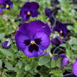 Violka, maceška 'Volante Blue With Blotch' - Viola wittrockiana 'Volante Blue With Blotch'