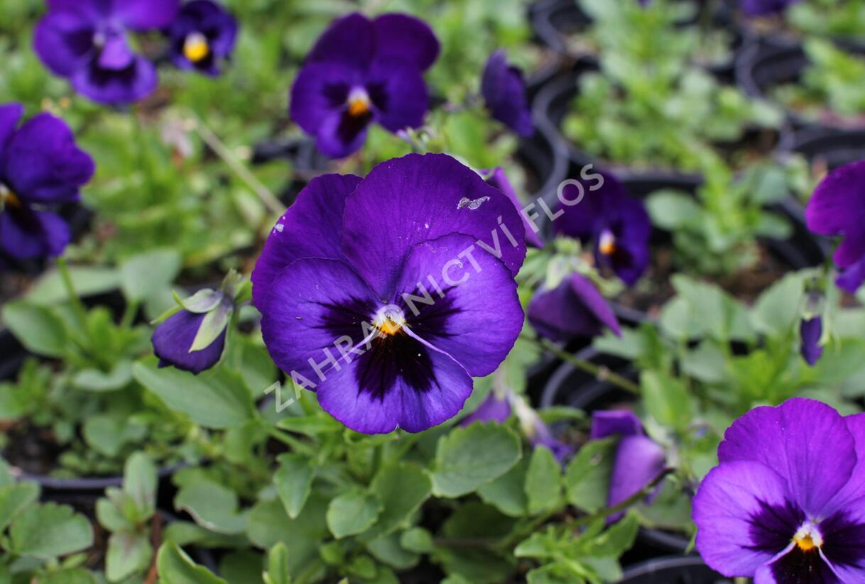 Violka, maceška 'Volante Blue With Blotch' - Viola wittrockiana 'Volante Blue With Blotch'
