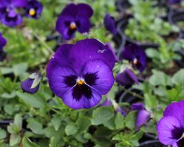 Violka, maceška 'Volante Blue With Blotch'
