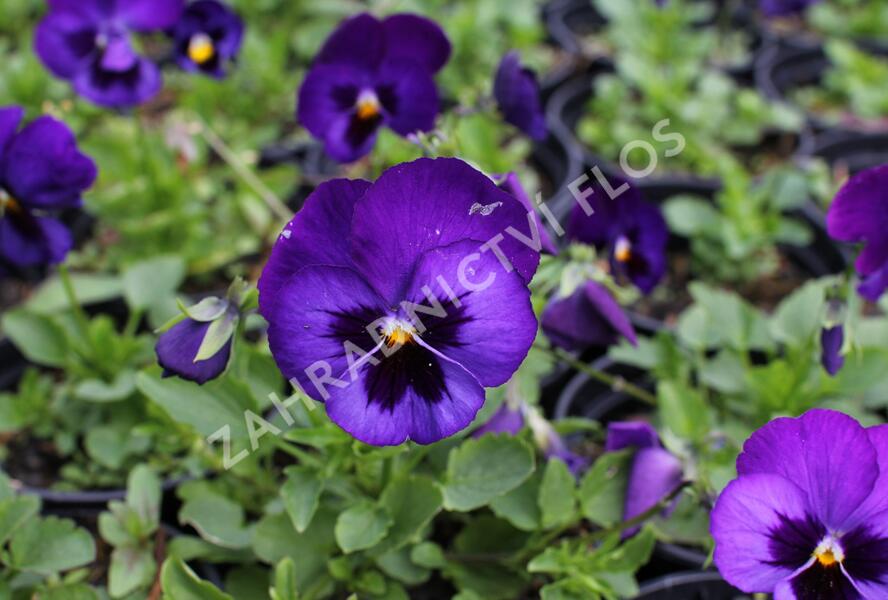 Violka, maceška 'Volante Blue With Blotch' - Viola wittrockiana 'Volante Blue With Blotch'