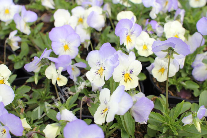 Violka, maceška 'Volante White Azure Wing' - Viola wittrockiana 'Volante White Azure Wing'