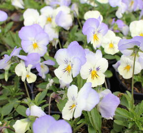 Violka, maceška 'Volante White Azure Wing' - Viola wittrockiana 'Volante White Azure Wing'