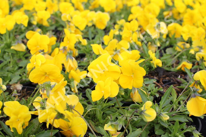 Violka, maceška 'Volante Yellow' - Viola wittrockiana 'Volante Yellow'