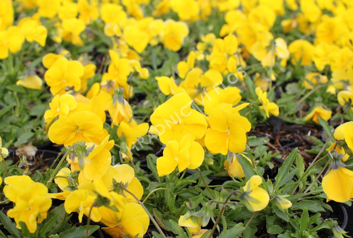 Violka, maceška 'Volante Yellow' - Viola wittrockiana 'Volante Yellow'