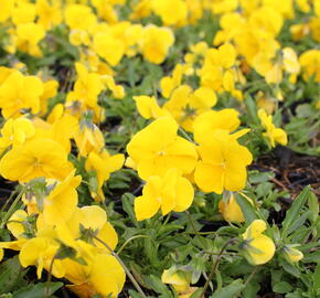 Violka, maceška 'Volante Yellow' - Viola wittrockiana 'Volante Yellow'