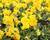 Violka, maceška 'Volante Yellow'