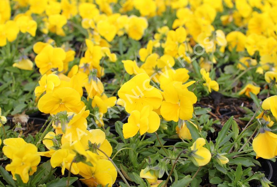 Violka, maceška 'Volante Yellow' - Viola wittrockiana 'Volante Yellow'