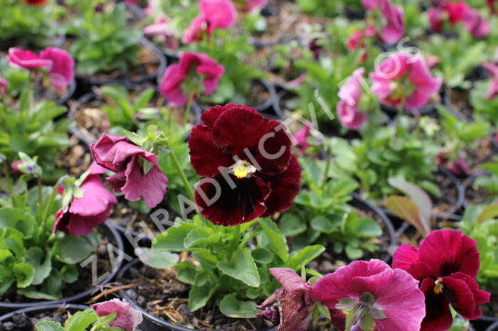 Violka zahradní, maceška 'Carneval Rose with Blotch' - Viola wittrockiana 'Carneval Rose with Blotch'