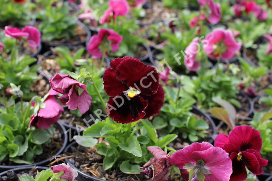 Violka zahradní, maceška 'Carneval Rose with Blotch' - Viola wittrockiana 'Carneval Rose with Blotch'