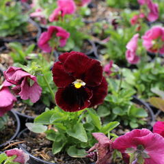 Violka zahradní, maceška 'Carneval Rose with Blotch' - Viola wittrockiana 'Carneval Rose with Blotch'