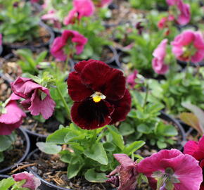 Violka zahradní, maceška 'Carneval  Rose with Blotch' - Viola wittrockiana 'Carneval Rose with Blotch'