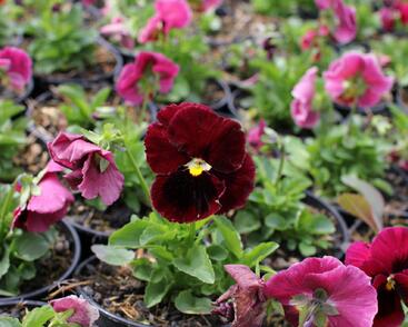 Violka, maceška zahradní 'Carneval Rose with Blotch'