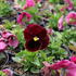 violka-zahradni-maceska-carneval-rose-with-blotch.jpg