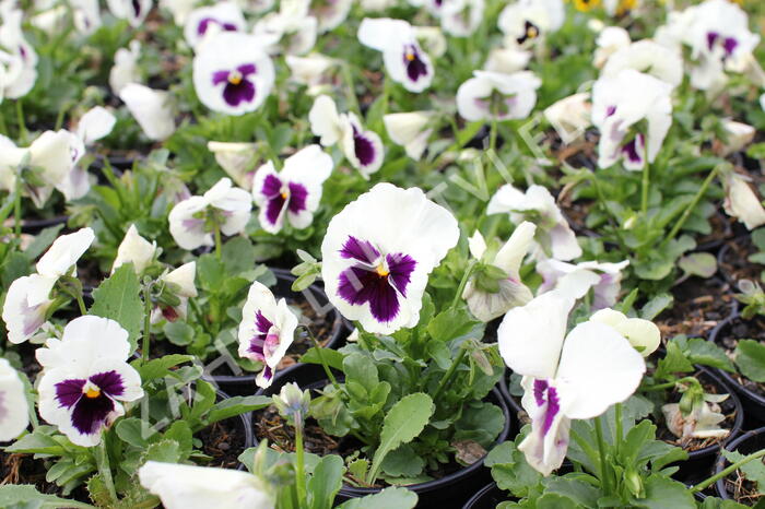 Violka zahradní, maceška 'Carneval F1 White Burgundy Wing' - Viola wittrockiana 'Carneval F1 White Burgundy Wing'