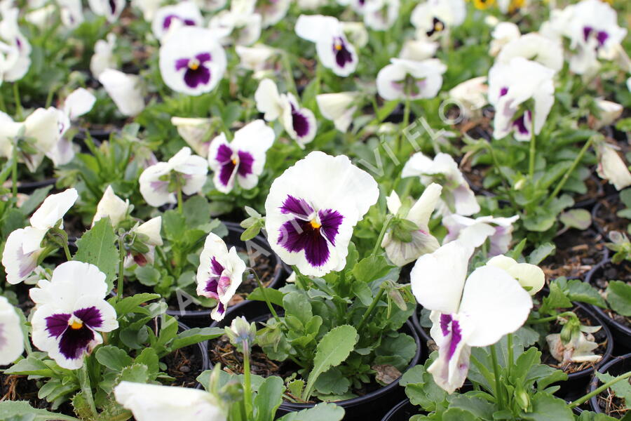 Violka zahradní, maceška 'Carneval F1 White Burgundy Wing' - Viola wittrockiana 'Carneval F1 White Burgundy Wing'