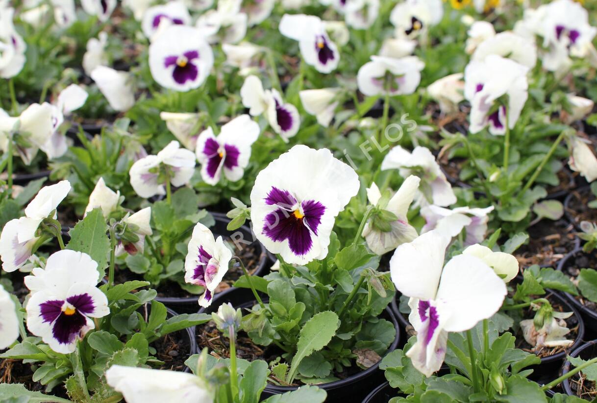 Violka, maceška zahradní 'Carneval F1 White Burgundy Wing' - Viola wittrockiana 'Carneval F1 White Burgundy Wing'