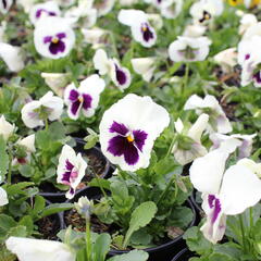 Violka zahradní, maceška 'Carneval F1 White Burgundy Wing' - Viola wittrockiana 'Carneval F1 White Burgundy Wing'