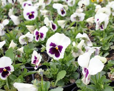 Violka, maceška zahradní 'Carneval F1 White Burgundy Wing'