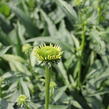 Třapatkovka nachová 'Yellow Passion' - Echinacea purpurea 'Yellow Passion'