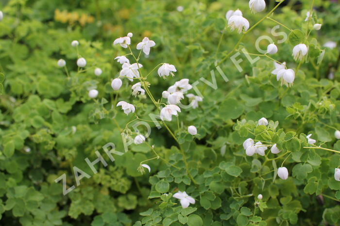 Žluťucha 'Splendide White' - Thalictrum delavayi 'Splendide White'