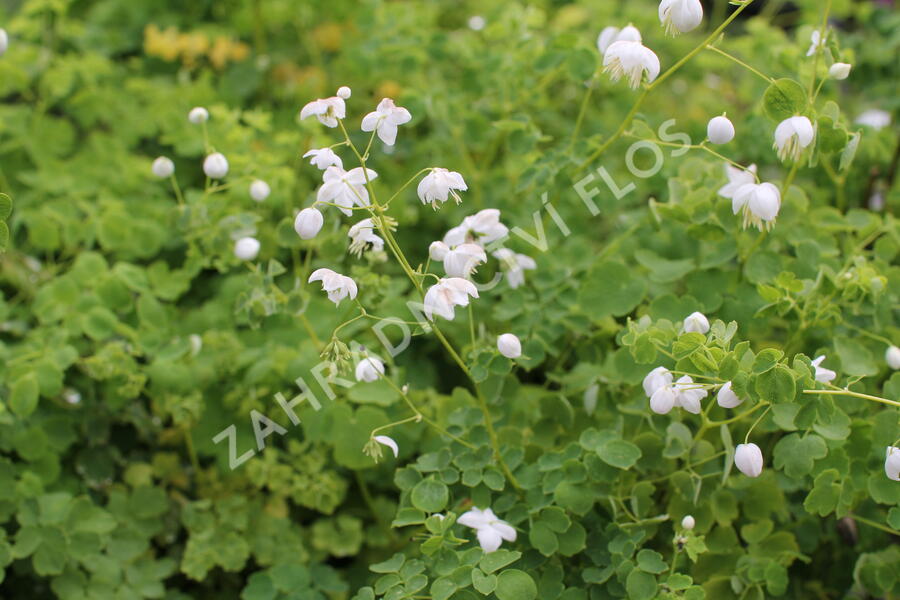 Žluťucha Delavayova 'Splendide White' - Thalictrum delavayi 'Splendide White'