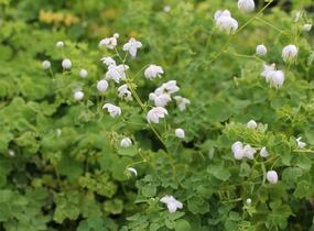 Žluťucha Delavayova 'Splendide White' - Thalictrum delavayi 'Splendide White'