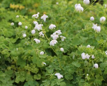 Žluťucha Delavayova 'Splendide White'