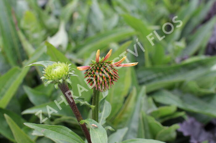 Třapatkovka 'Orange Passion' - Echinacea purpurea 'Orange Passion'