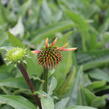 Třapatkovka 'Orange Passion' - Echinacea purpurea 'Orange Passion'