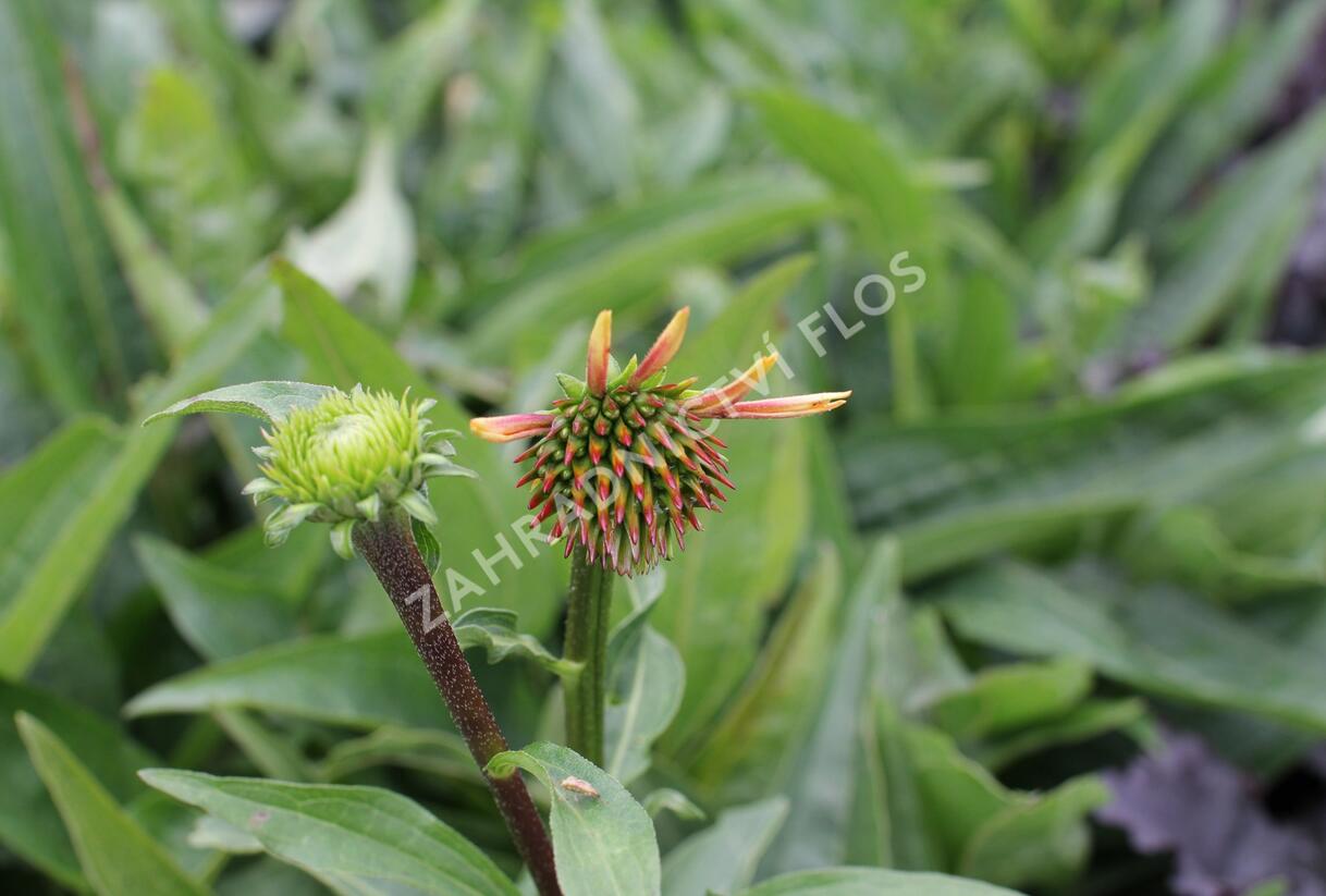 Třapatkovka 'Orange Passion' - Echinacea purpurea 'Orange Passion'