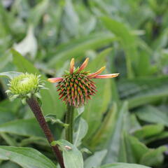 Třapatkovka 'Orange Passion' - Echinacea purpurea 'Orange Passion'