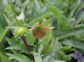 Třapatkovka 'Orange Passion' - Echinacea purpurea 'Orange Passion'