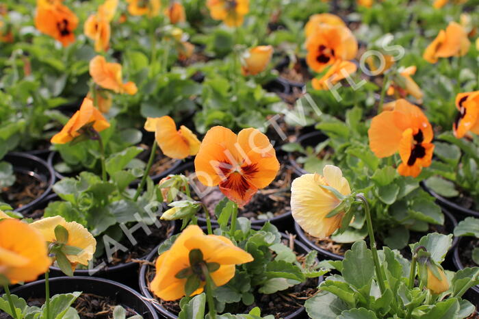 Violka, maceška zahradní 'Carneval F1 Orange With Blotch' - Viola wittrockiana 'Carneval F1 Orange With Blotch'