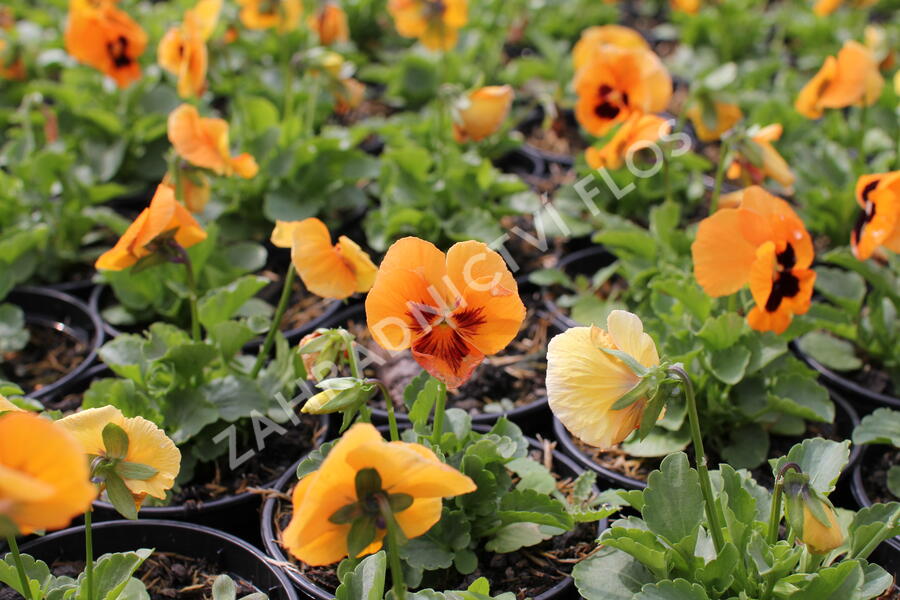 Violka, maceška zahradní 'Carneval F1 Orange With Blotch' - Viola wittrockiana 'Carneval F1 Orange With Blotch'