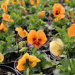 Violka, maceška zahradní 'Carneval F1 Orange With Blotch' - Viola wittrockiana 'Carneval F1 Orange With Blotch'