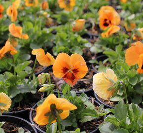 Violka, maceška zahradní 'Carneval F1 Orange With Blotch' - Viola wittrockiana 'Carneval F1 Orange With Blotch'