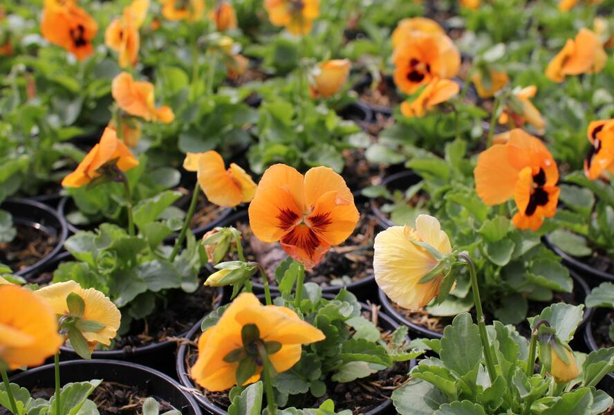 Violka, maceška zahradní 'Carneval F1 Orange With Blotch' - Viola wittrockiana 'Carneval F1 Orange With Blotch'