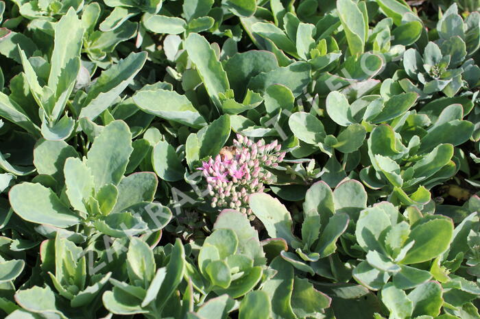 Rozchodník nádherný 'Carl' - Sedum spectabile 'Carl'