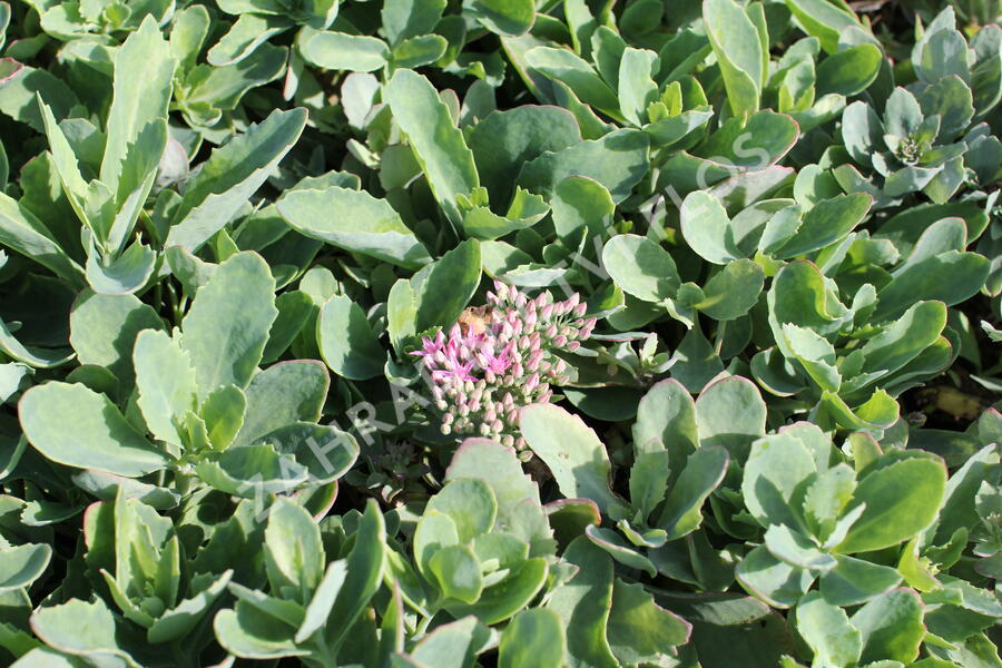 Rozchodník nádherný 'Carl' - Sedum spectabile 'Carl'