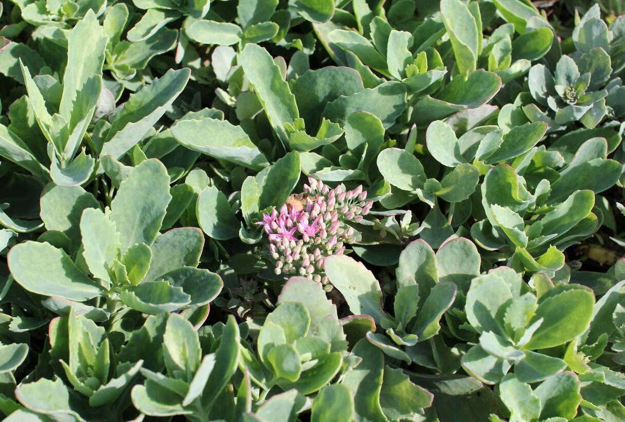 Rozchodník nádherný 'Carl' - Sedum spectabile 'Carl'