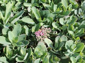 Rozchodník nádherný 'Carl' - Sedum spectabile 'Carl'
