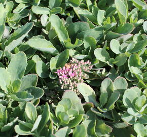 Rozchodník nádherný 'Carl' - Sedum spectabile 'Carl'